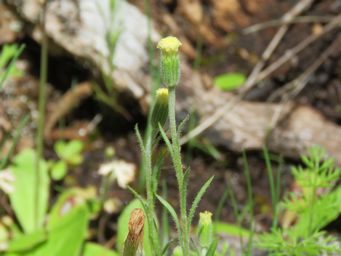 341_millotia_tenuifolia_var_tenuifolia__img_4199c.jpg