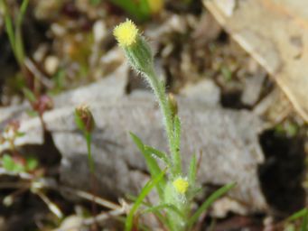 341_millotia_tenuifolia_var_tenuifolia_img_4101c.jpg