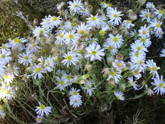 341_minuria_leptophylla_dsc01922c.jpg