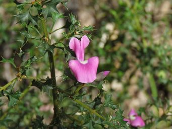 341_mirbelia_dilatata_img_0248.jpg