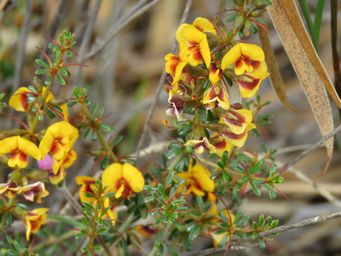 341_mirbelia_microphylla_img_2030c.jpg