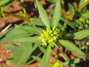 341_monotaxis_luteiflora_agnew_img_1276.jpg