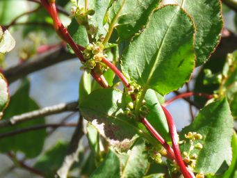 341_muehlenbeckia_adpressa_with_flowers_img_9800c.jpg