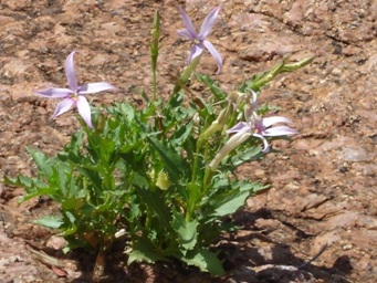 341xisotoma_petraea_dsc01475c3.jpg
