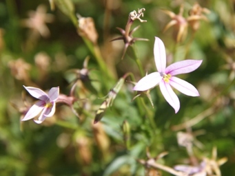 341xisotoma_petraea_img_1172.jpg