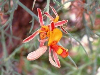 341xjacksonia_furcellata_img_1277ca.jpg