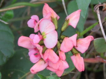 341xkennedia_coccinea_pale_img_5932c.jpg