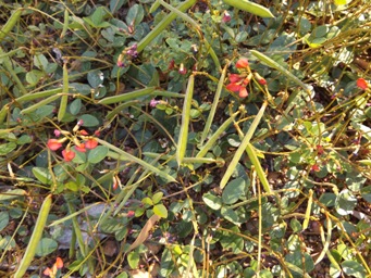 341xkennedia_coccinea_pods_dscf9323.jpg