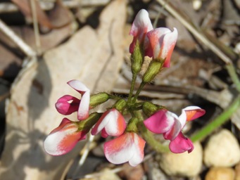 341xkennedia_coccinea_varigated_img_6800c.jpg