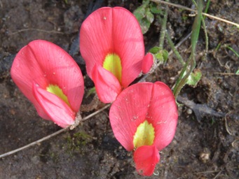 341xkennedia_prostrata_img_4687c.jpg