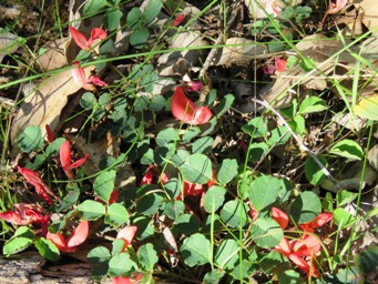 341xkennedia_prostrata_img_5214.jpg