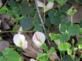 341xkennedia_prostrata_white_img_5215.jpg