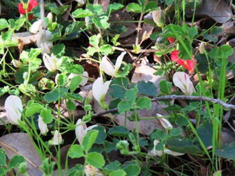 341xkennedia_prostrata_white_img_5218.jpg