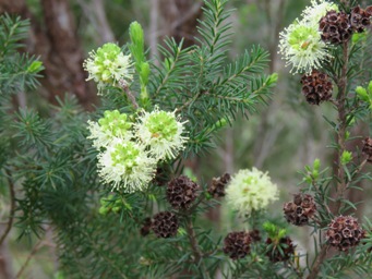 341xkunzea_glabrescens_img_8939.jpg