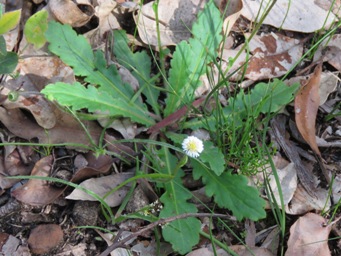 341xlagenophora_huegelii_img_5432c.jpg