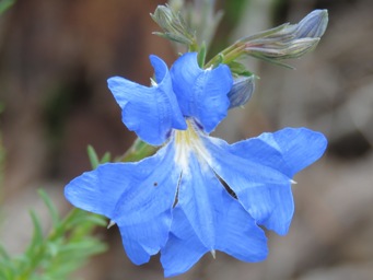 341xlechenaultia_biloba_img_7337c.jpg