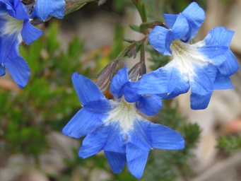 341xlechenaultia_biloba_img_7359c.jpg
