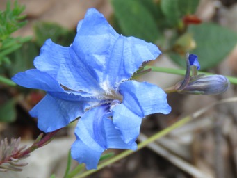 341xlechenaultia_biloba_img_7459c.jpg