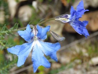341xlechenaultia_biloba_img_7467c.jpg
