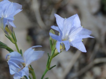 341xlechenaultia_biloba_img_8029c.jpg