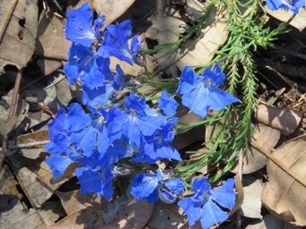 341xlechenaultia_biloba_img_8143c.jpg