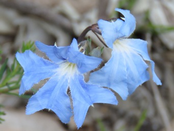 341xlechnaultia_biloba_img_7461c.jpg