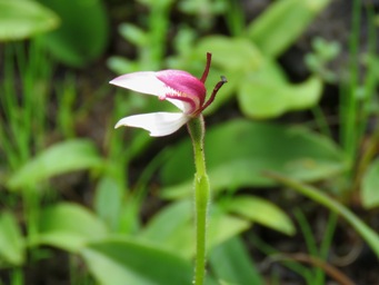 341xleptoceras_menziesii_img_5417c.jpg