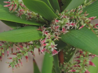 341xleucopogon_verticillatus_img_4678a.jpg