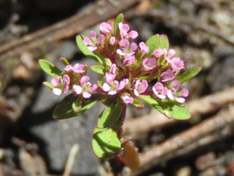 341xlevenhookia_pusilla_img_7176c.jpg
