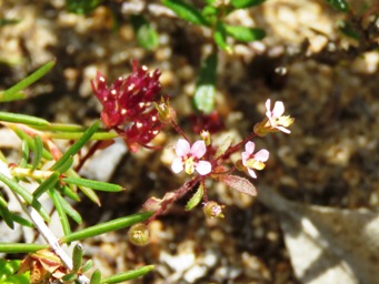 341xlevenhookia_stipitata_img_8444c.jpg