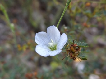 341xlinum_marginale_dscf9506c.jpg