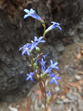 341xlobelia_gibbosa_dscf2690c.jpg