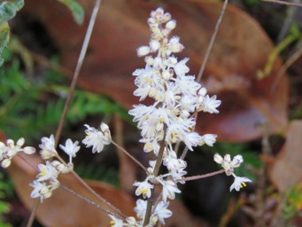 341xlomandra_nigricans_img_2213c.jpg