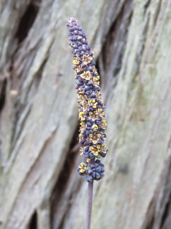 341xlomandra_preissii_img_4125c.jpg