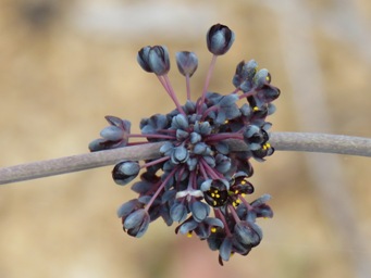 341xlomandra_purpurea_img_6669c.jpg