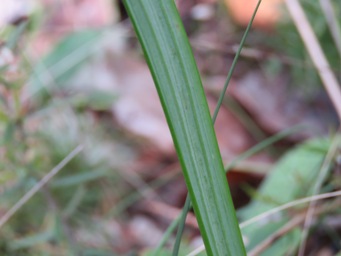 341xlyperanthus_leaf_back_img_4744.jpg