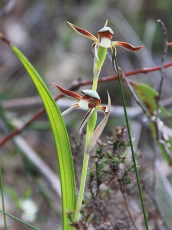 341xlyperanthus_serratus_img_3943c.jpg