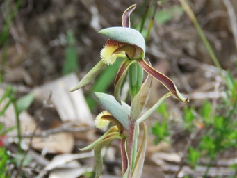 341xlyperanthus_serratus_img_7345c.jpg