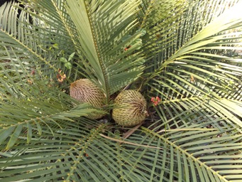 341xmacrozamia_dscf8636.jpg