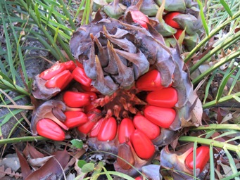 341xmacrozamia_riedlei_seedsimg_1355.jpg