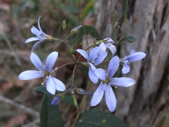 341xmarianthus_sdscf3730c.jpg