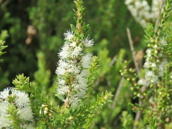341xmelaleuca_lanceolata_img_1035.jpg