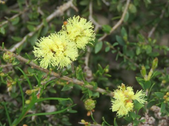 341xmelaleuca_thymoides_img_7303c.jpg