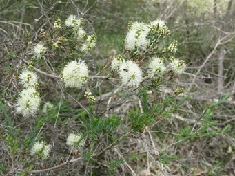 341xmelaleuca_viminea__mohan_img_7474c.jpg