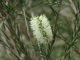 341xmelaleuca_viminea__mohan_img_7478.jpg