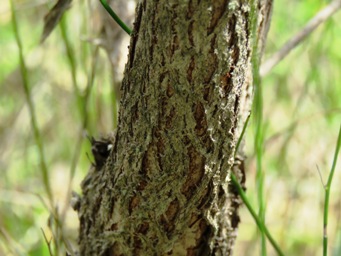 341xmelaleuca_viminea_img_8473a.jpg