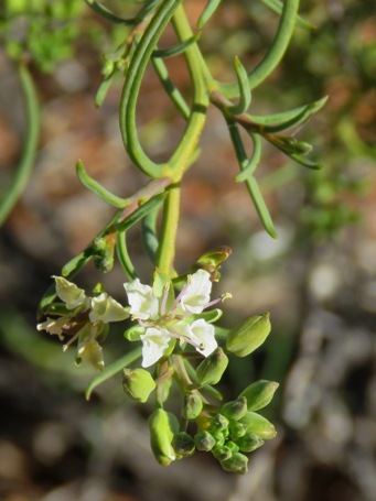 455_lepidium_platypetalum_img_0972ca.jpg