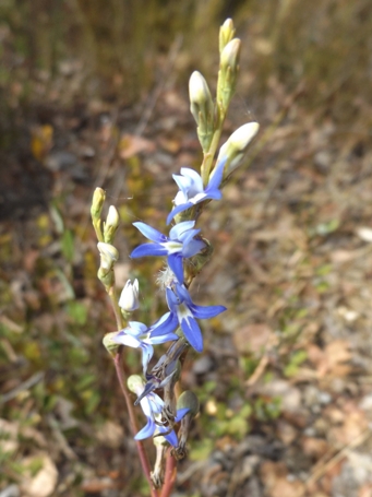 455_lobelia_gibbosa_dscf2824sc.jpg