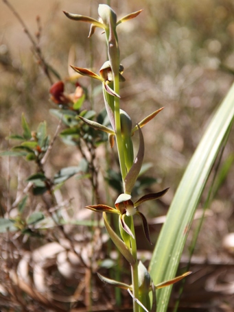 455_lyperanthus_serratus_img_3941cs.jpg