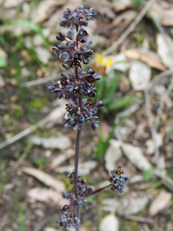 455xlomandra_purpurea_img_6200c.jpg
